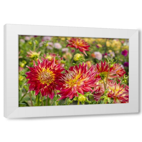 USA, Washington Dahlia flowers in garden White Modern Wood Framed Art Print by Shimlock, Jones