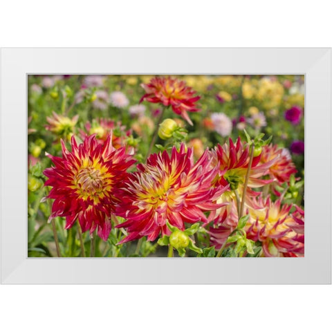 USA, Washington Dahlia flowers in garden White Modern Wood Framed Art Print by Shimlock, Jones