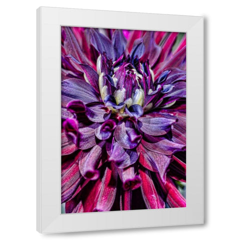 USA, Washington Detail of dahlia flower White Modern Wood Framed Art Print by Shimlock, Jones