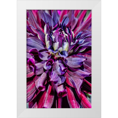 USA, Washington Detail of dahlia flower White Modern Wood Framed Art Print by Shimlock, Jones