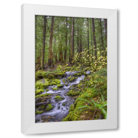 USA, Washington Cascading stream in Olympia NP White Modern Wood Framed Art Print by Shimlock, Jones