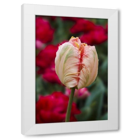 USA, Washington Tulip bud begins to open White Modern Wood Framed Art Print by Shimlock, Jones