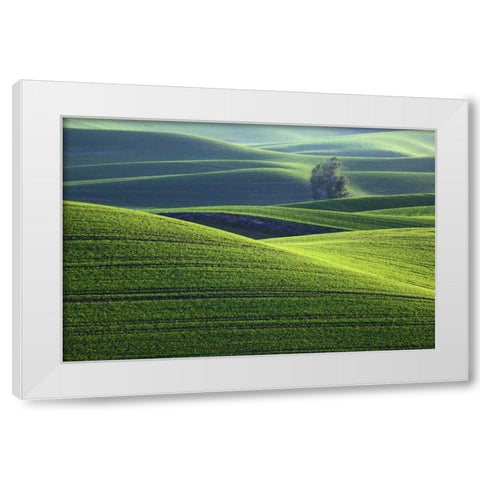 WA, Steptoe Butte Rolling green Palouse hills White Modern Wood Framed Art Print by Flaherty, Dennis