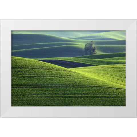 WA, Steptoe Butte Rolling green Palouse hills White Modern Wood Framed Art Print by Flaherty, Dennis