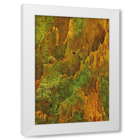 Washington, Olympic NP Hemlock bark with moss White Modern Wood Framed Art Print by Bush, Marie