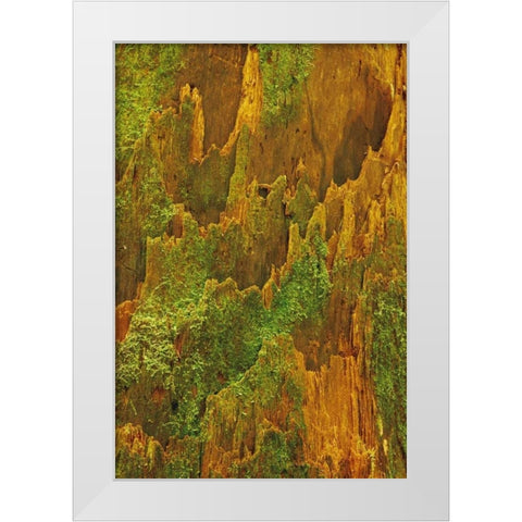 Washington, Olympic NP Hemlock bark with moss White Modern Wood Framed Art Print by Bush, Marie