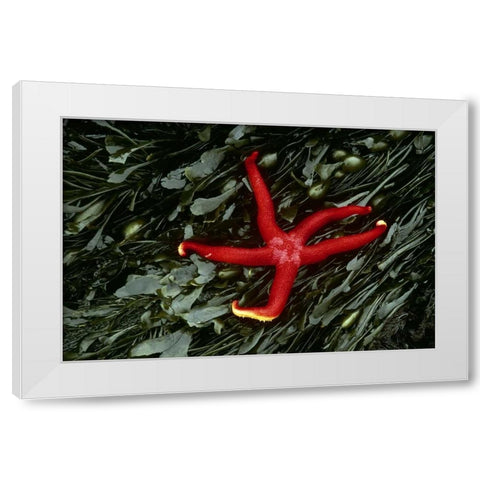 WA, Tongue Point Sea star and kelp in tide pool White Modern Wood Framed Art Print by Bush, Marie