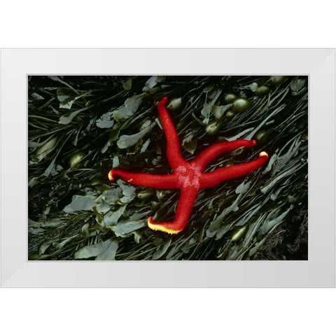 WA, Tongue Point Sea star and kelp in tide pool White Modern Wood Framed Art Print by Bush, Marie