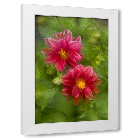USA, Washington, Whidbey Island Dahlia montage White Modern Wood Framed Art Print by Bush, Marie