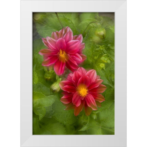 USA, Washington, Whidbey Island Dahlia montage White Modern Wood Framed Art Print by Bush, Marie