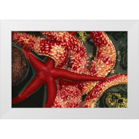WA, Tongue Point Seastars in tide pool White Modern Wood Framed Art Print by Bush, Marie