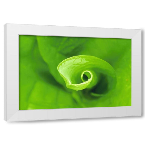 WA, Olympic NP Unfurling skunk cabbage leaf White Modern Wood Framed Art Print by Bush, Marie