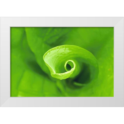 WA, Olympic NP Unfurling skunk cabbage leaf White Modern Wood Framed Art Print by Bush, Marie