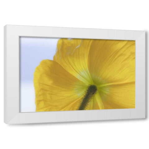 Washington, Seabeck Underside of poppy flower White Modern Wood Framed Art Print by Paulson, Don