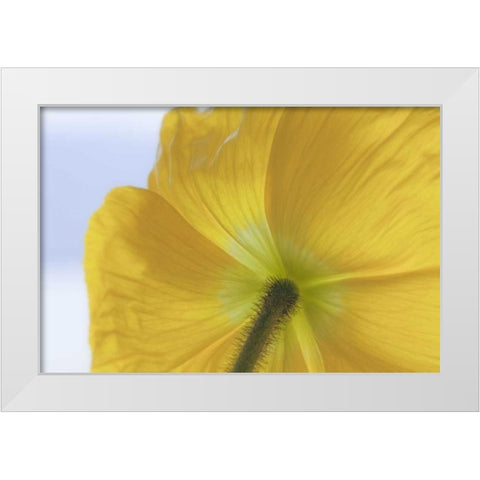 Washington, Seabeck Underside of poppy flower White Modern Wood Framed Art Print by Paulson, Don