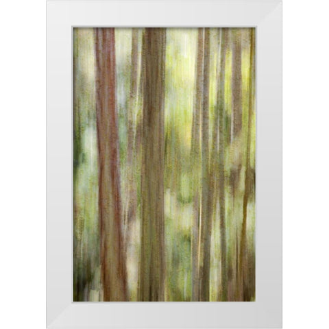 Washington, San Juans Abstract woodland scene White Modern Wood Framed Art Print by Paulson, Don
