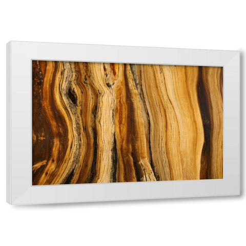 CA, White Mts Wilderness Bristlecone pine wood White Modern Wood Framed Art Print by Paulson, Don