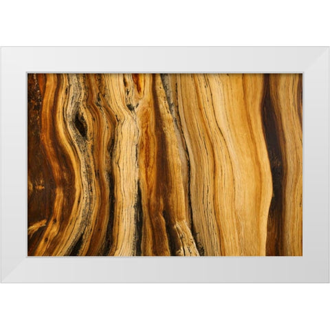 CA, White Mts Wilderness Bristlecone pine wood White Modern Wood Framed Art Print by Paulson, Don