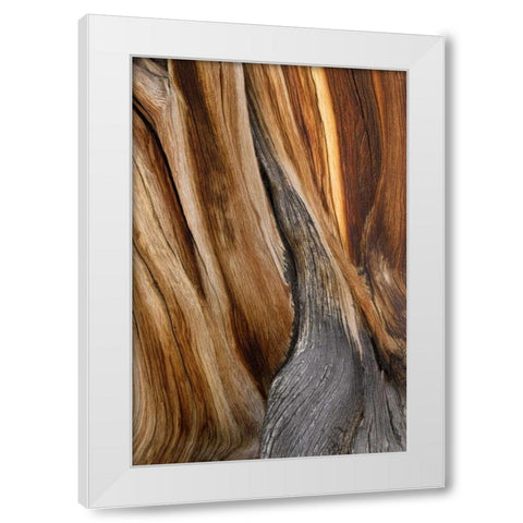 CA, White Mts Wilderness Bristlecone pine wood White Modern Wood Framed Art Print by Paulson, Don