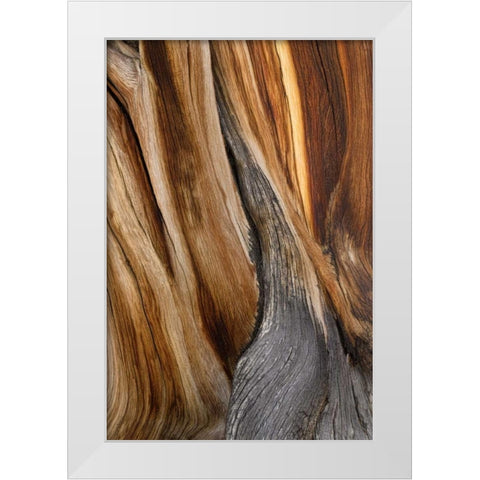 CA, White Mts Wilderness Bristlecone pine wood White Modern Wood Framed Art Print by Paulson, Don