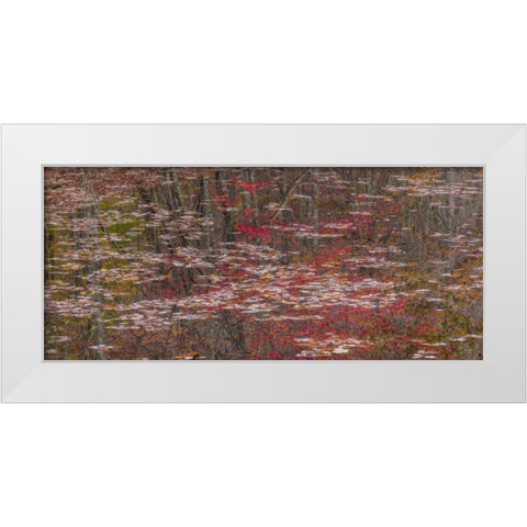 TN Fall reflections in Fall Creek Lake White Modern Wood Framed Art Print by Paulson, Don