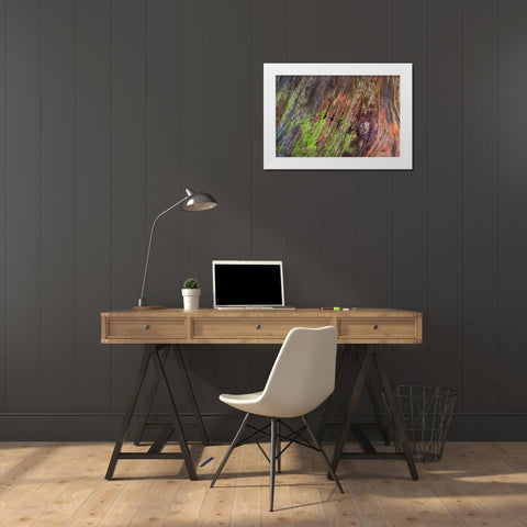 Washington, Olympic NP Rotten stump with moss White Modern Wood Framed Art Print by Paulson, Don