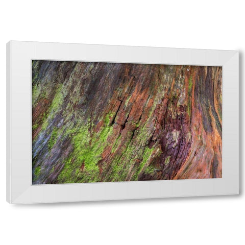 Washington, Olympic NP Rotten stump with moss White Modern Wood Framed Art Print by Paulson, Don