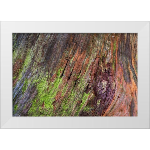 Washington, Olympic NP Rotten stump with moss White Modern Wood Framed Art Print by Paulson, Don