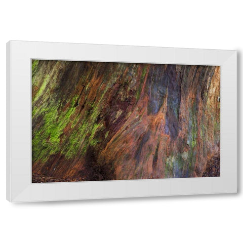 Washington, Olympic NP Rotten stump with moss White Modern Wood Framed Art Print by Paulson, Don