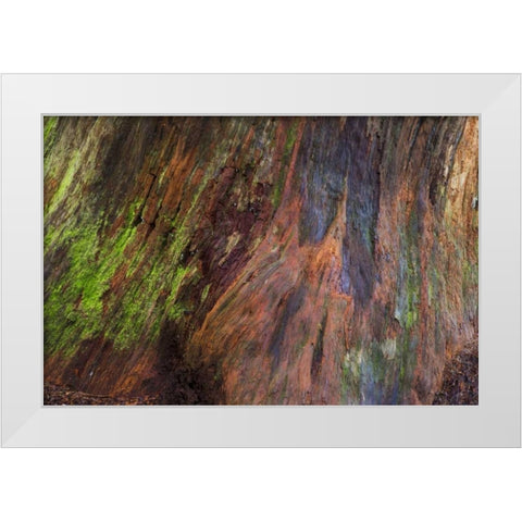 Washington, Olympic NP Rotten stump with moss White Modern Wood Framed Art Print by Paulson, Don