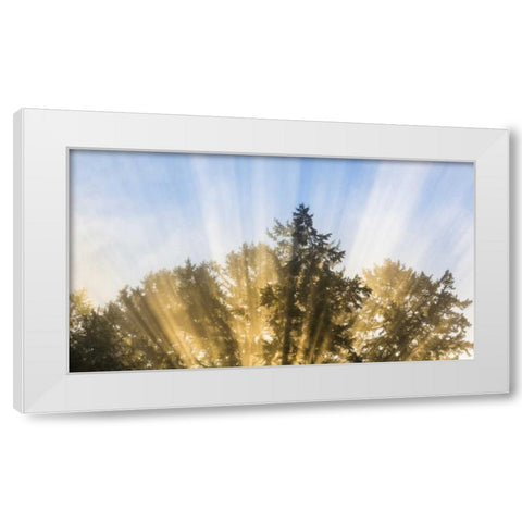 Washington, Seabeck Sun rays through fir trees White Modern Wood Framed Art Print by Paulson, Don