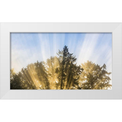 Washington, Seabeck Sun rays through fir trees White Modern Wood Framed Art Print by Paulson, Don