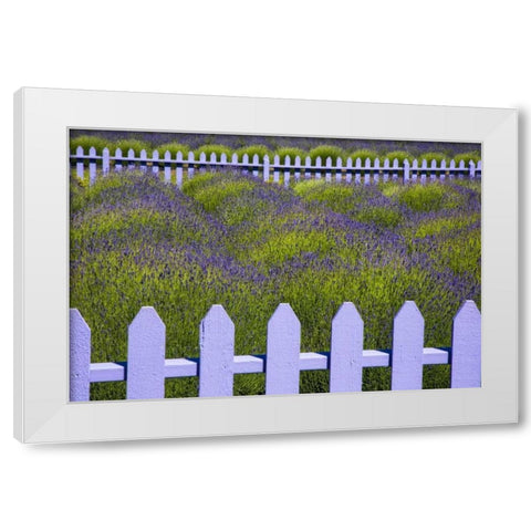WA, Sequim Field of lavender with picket fence White Modern Wood Framed Art Print by Carter, Jean
