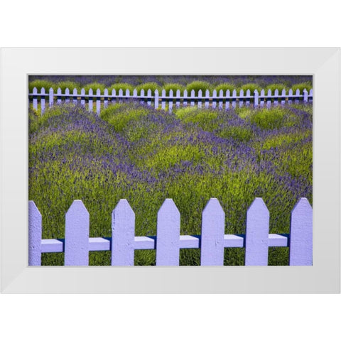 WA, Sequim Field of lavender with picket fence White Modern Wood Framed Art Print by Carter, Jean