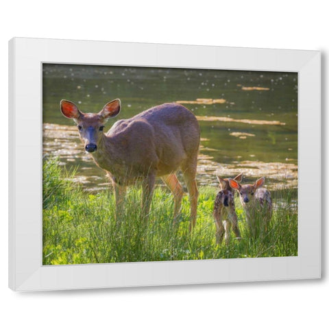 Washington, Seabeck Blacktail deer with fawns White Modern Wood Framed Art Print by Paulson, Don