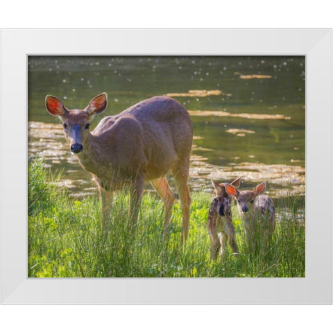 Washington, Seabeck Blacktail deer with fawns White Modern Wood Framed Art Print by Paulson, Don