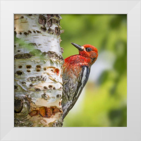 Washington, Seabeck Red-breasted sapsucker White Modern Wood Framed Art Print by Paulson, Don