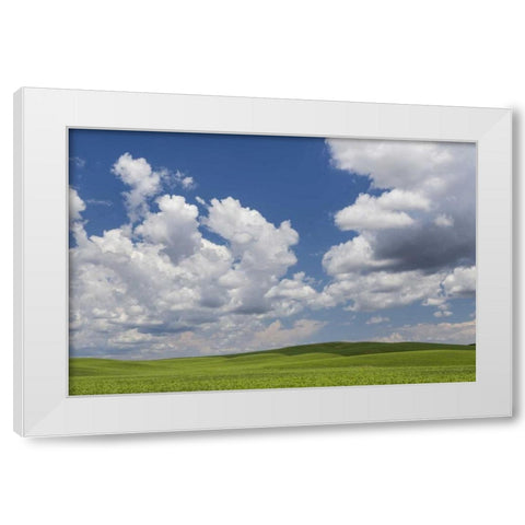 Washington, Palouse Hills Field of spring peas White Modern Wood Framed Art Print by Paulson, Don