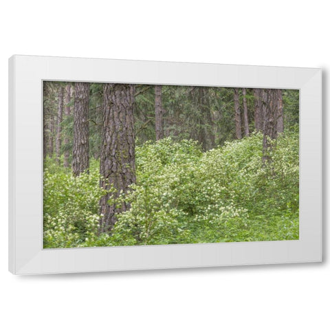 Washington, Palouse Hills, flowering ninebark White Modern Wood Framed Art Print by Paulson, Don