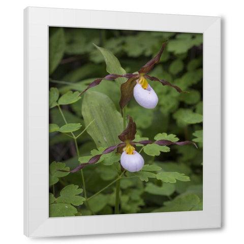 WA, Kamiak Butte Co Park Lady slipper orchids White Modern Wood Framed Art Print by Paulson, Don