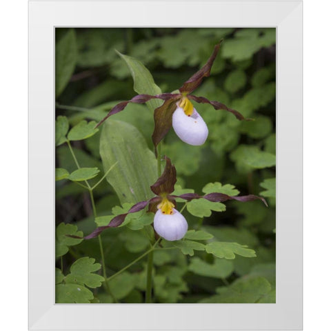 WA, Kamiak Butte Co Park Lady slipper orchids White Modern Wood Framed Art Print by Paulson, Don