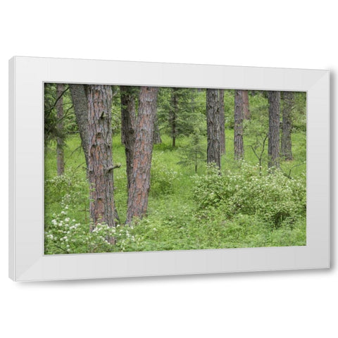 Washington, Palouse Hills, flowering ninebark White Modern Wood Framed Art Print by Paulson, Don