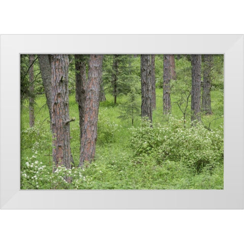 Washington, Palouse Hills, flowering ninebark White Modern Wood Framed Art Print by Paulson, Don
