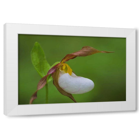 WA, Kamiak Butte County Park Lady slipper orchid White Modern Wood Framed Art Print by Paulson, Don
