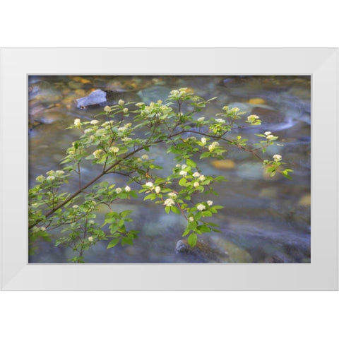 Washington Red osier dogwood over Teanaway River White Modern Wood Framed Art Print by Paulson, Don