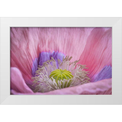 Washington State, Seabeck Inside of poppy flower White Modern Wood Framed Art Print by Paulson, Don