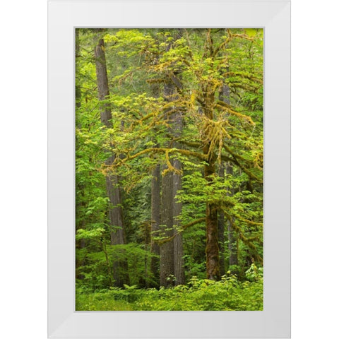 WA, Gifford Pinchot NF Big leaf maple trees White Modern Wood Framed Art Print by Paulson, Don