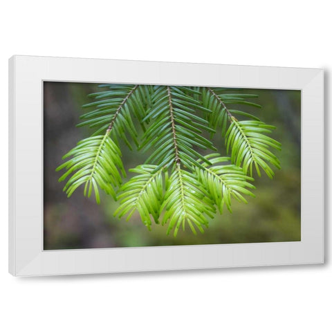 Washington, Gifford Pinchot NF Fir tree bough White Modern Wood Framed Art Print by Paulson, Don