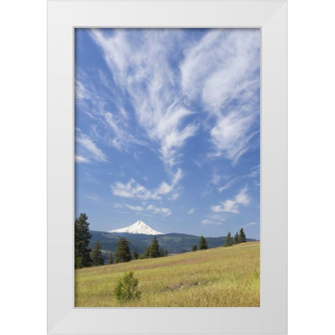 WA, Columbia River Gorge Summer meadow landscape White Modern Wood Framed Art Print by Paulson, Don