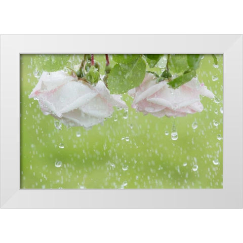 USA, Washington State, Seabeck Roses in rainfall White Modern Wood Framed Art Print by Paulson, Don